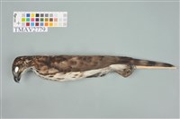 藏品(鳳頭蒼鷹)的圖片